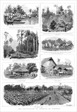 ''The Cultivation of Tobacco in Sumatra', 1890. Creator: T Griffiths.