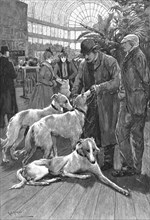 ''The Crystal Palace Dog Show -- Russian Wolf Hounds awaiting their turn to Enter the Ring', 1890. Creator: Unknown.