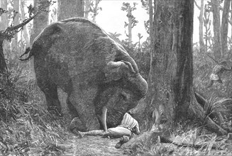 ''The Dangers of Elephant Shooting -- Captain Peterson's Hunting Accident in the Malay Peninsula', 1 Creator: Unknown.