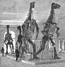 Fossil Iguanodons in the Bernissart Gallery of the Natural History Museum, Brussels', 1891. Creator: Hendrick Cassiers.