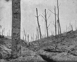 'La reprise du bois de la Caillette; Boyau dans le bois de la Caillette', 1916. Creator: Unknown.