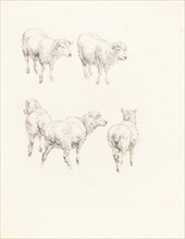 Five Sheep. Creator: Robert Hills.