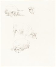 Studies of Sheep. Creator: Robert Hills.