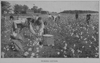 Picking cotton., 1902. Creator: Unknown.