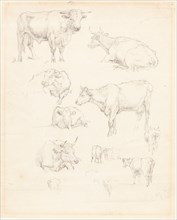 Studies of Cattle. Creator: Robert Hills.