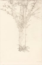 Arbre (Tree), 1892. Creator: Odilon Redon.