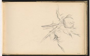 Thistle, 1893/1896. Creator: Paul Cezanne.