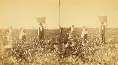 Picking cotton, (1868-1900?). Creator: J. N. Wilson.