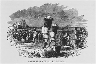 Gathering cotton in Georgia, 1882. Creator: Unknown.