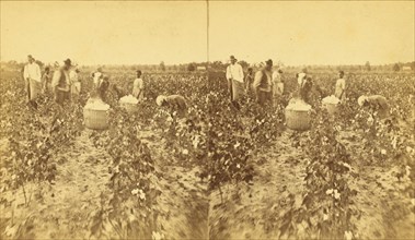 Picking cotton., (1868-1900?). Creator: J. N. Wilson.