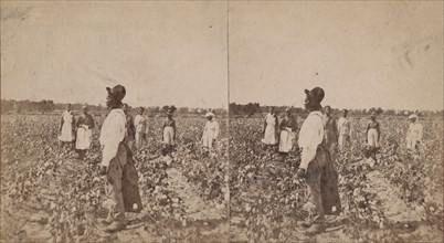 Picking cotton, (1868-1900?). Creator: O. Pierre Havens.