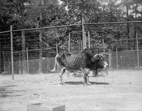 Zoo, Washington, D.C.: Yak, 1916. Creator: Harris & Ewing.
