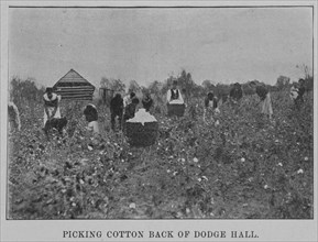 Picking cotton back of Dodge Hall, 1903. Creator: Unknown.