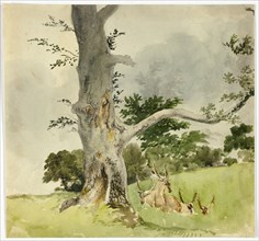 Family of Deer under a Tree, 1790-1844. Creator: Robert Hills.