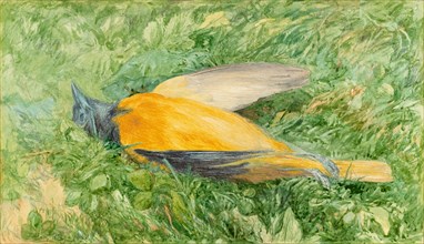 Golden Robin (Northern Oriole), 1866. Creator: John Henry Hill.