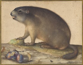 A Marmot with a Branch of Plums, 1605. Creator: Jacopo Ligozzi.