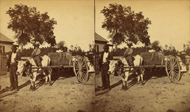 Transporting cotton in an oxcart, (1868-1900?). Creator: J. N. Wilson.