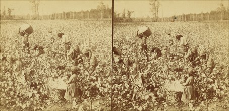 Cotton picking, Mississippi, U.S.A., 1896 (Inferred). Creator: Unknown.