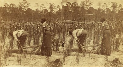 Ploughing rice. [Plowing rice], (1868-1900?). Creator: O. Pierre Havens.