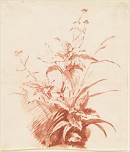 Flowering Plant with Grass, mid 1760s. Creator: Jean Baptiste Marie Huet.