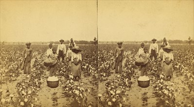 Picking cotton, group posing in the field, (1868-1900?). Creator: J. N. Wilson.