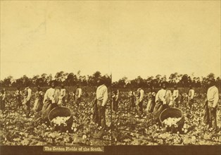 The cotton fields of the south, [Men picking cotton], (1868-1900?). Creator: Unknown.