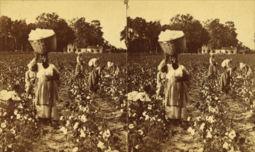 Picking cotton, woman carrying a bale of cotton., (1868-1900?). Creator: J. N. Wilson.