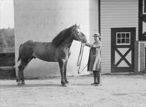 Watson, Thomas J., with Percheron horse, between 1923 and 1929. Creator: Arnold Genthe.