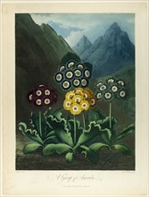 A Group of Auriculas, from The Temple of Flora, 1803. Creator: Frederick Christian Lewis.