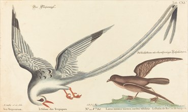 The Tropic Bird (Phaeton aethereus), probably 1743/1762. Creator: Johann Michael Seligmann.