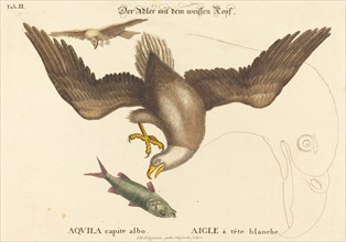 The Bald Eagle (Falco leucocephalus), probably 1743/1762. Creator: Johann Michael Seligmann.