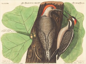 The Red Bellied Woodpecker (Picus Carolinus), probably 1743/1762. Creator: Johann Michael Seligmann.