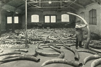 In the Warehouses of the P.L.A. with their Accommodation for a Million Tons - Ivory Show Floor..., Creator: Unknown.