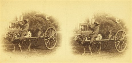 15th Amendment bringing his crop to town. [Man on an oxcart loaded with hay], (1868-1900?). Creator: O. Pierre Havens.