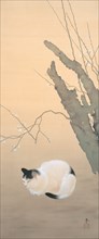 Cat and Plum Blossoms, 1906. Creator: Shunso, Hishida (1874-1911).