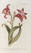 Amaryllis. From the Gardeners Dictionary, 1768. Creator: Miller, Philip (1691-1771).