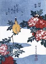 'Japanese Finch', 19th century. Creator: Hokusai, Katsushika (1760 -1849).