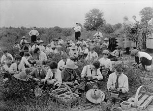 National Emergency War Gardens Com. - Boys Picking Berries, 1917. Creator: Harris & Ewing.