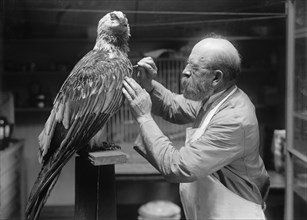 N.R. Wood of Smithsonian Institution - Mounting Birds, 1916. Creator: Unknown.