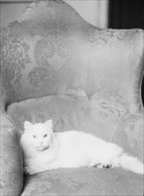 Schermerhorn cat, portrait photograph, 1928 Dec. 3. Creator: Arnold Genthe.