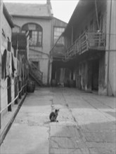 Courtyard with a cat, New Orleans, between 1920 and 1926. Creator: Arnold Genthe.