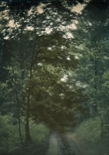 Road through woods, between 1906 and 1942. Creator: Arnold Genthe.