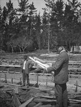 Unidentified man at a construction site studying building plans, between 1896 and 1942. Creator: Arnold Genthe.