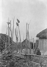 View of Ainu village with ceremonial poles, 1908. Creator: Arnold Genthe.