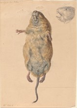 A Field Mouse, from Below, c. 1775. Creator: Johann Rudolf Schellenburg.