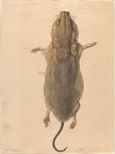 A Field Mouse, from Above, c. 1775. Creator: Johann Rudolf Schellenburg.