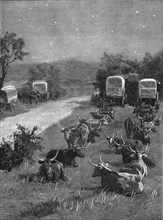 ''Lord Randolph Churchill in South Africa; The Oxen Outspanned in Camp', 1891. Creator: Major Giles.