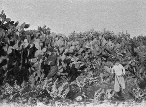 ''Dans la plaine de Kaiouan. Un buisson de cactus; Afrique du nord', 1914. Creator: Charles Chusseau-Flaviens.