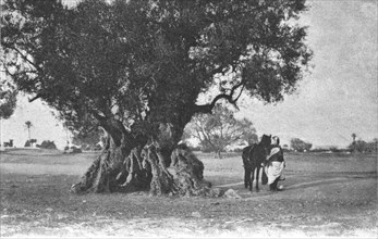 ''Un olivier a Djerba; Afrique du nord', 1914. Creator: Jules Gervais-Courtellemont.