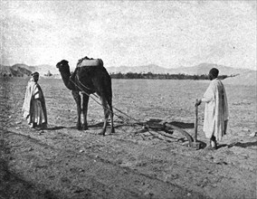 ''Un charrue arabe; Afrique du nord', 1914. Creator: Unknown.